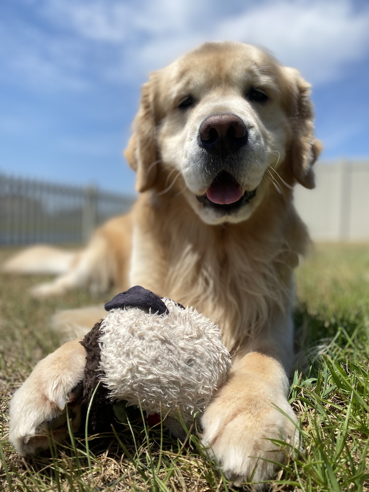 Doo Dudes Pet Waste - Photo 3