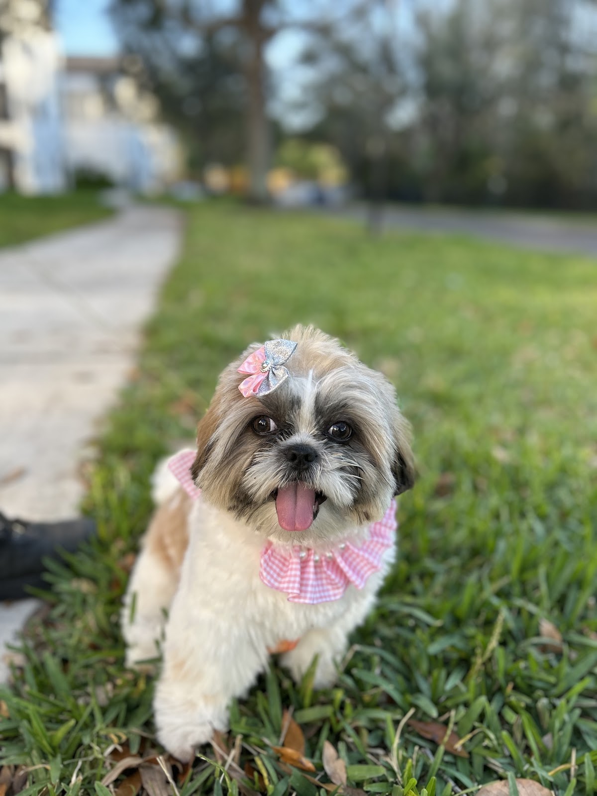 Doo Dudes Pet Waste - Photo 4