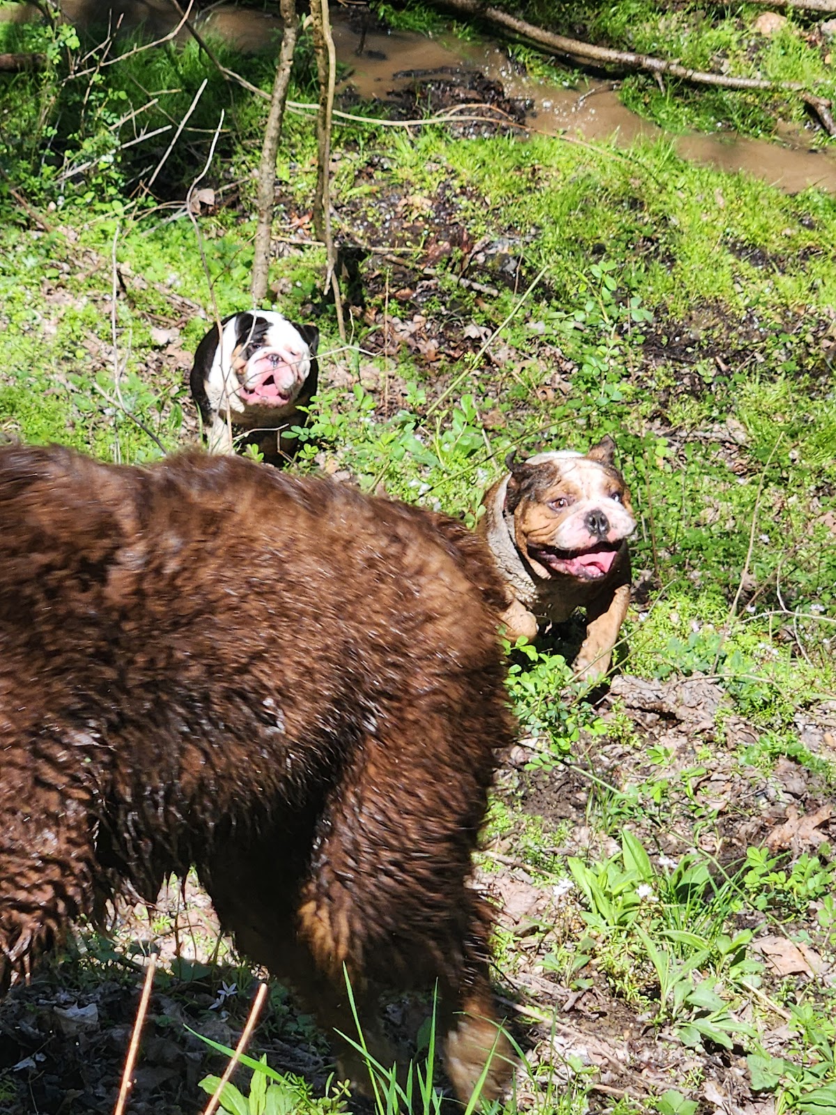 They Poop We Scoop - Photo 2