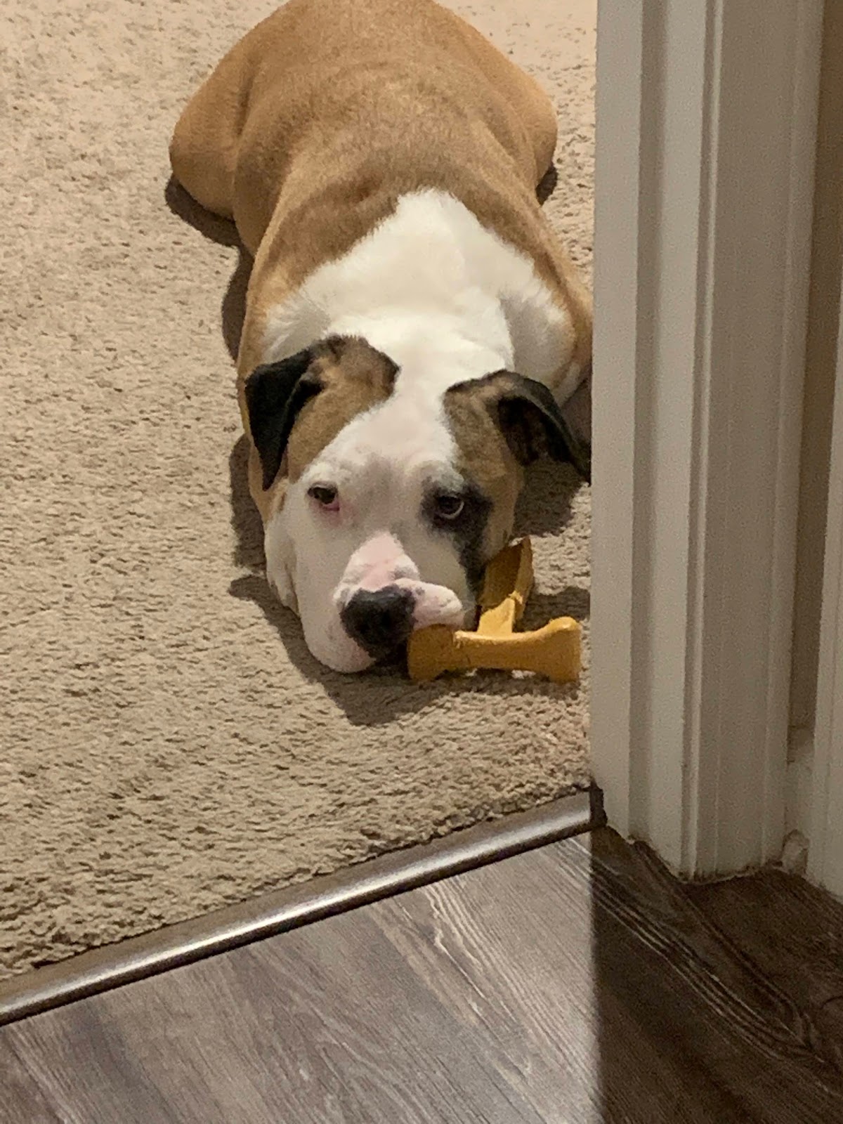 Repooval, LLC. - Pet Waste Removal - Photo 2