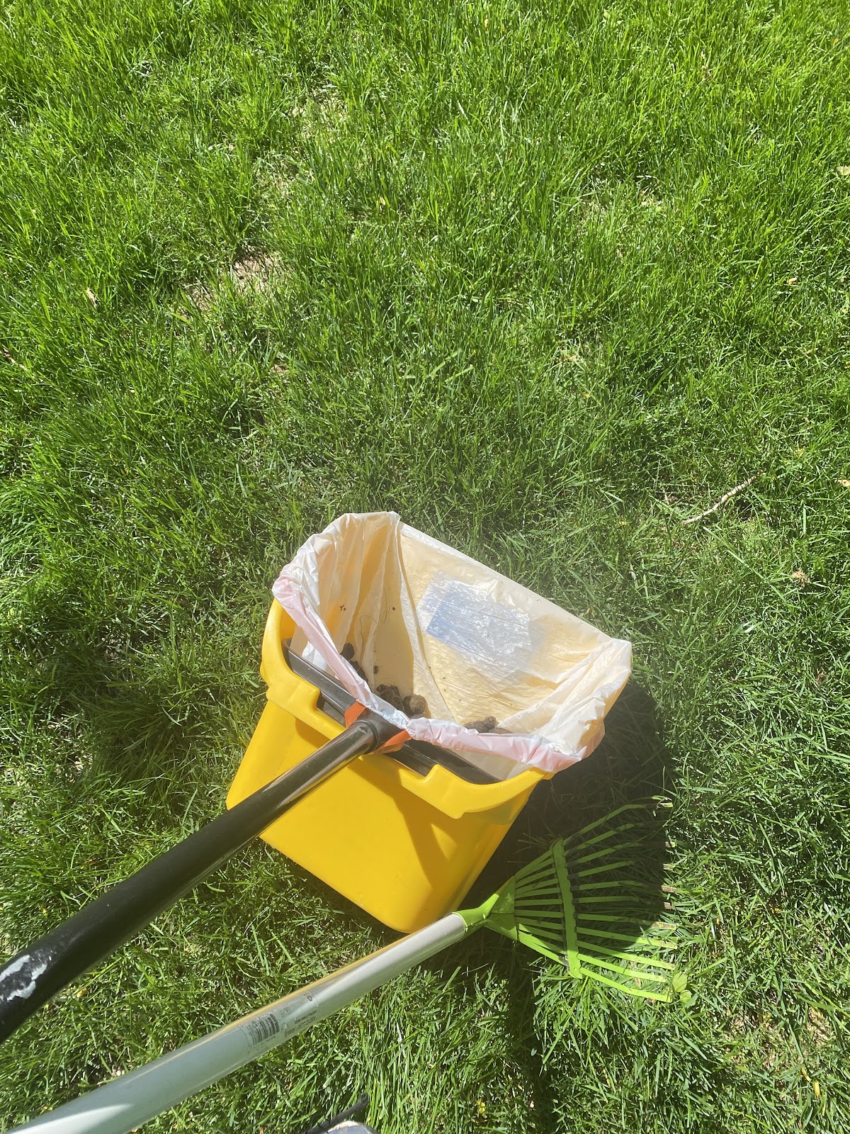 Does Your Dog Poop in Your Yard