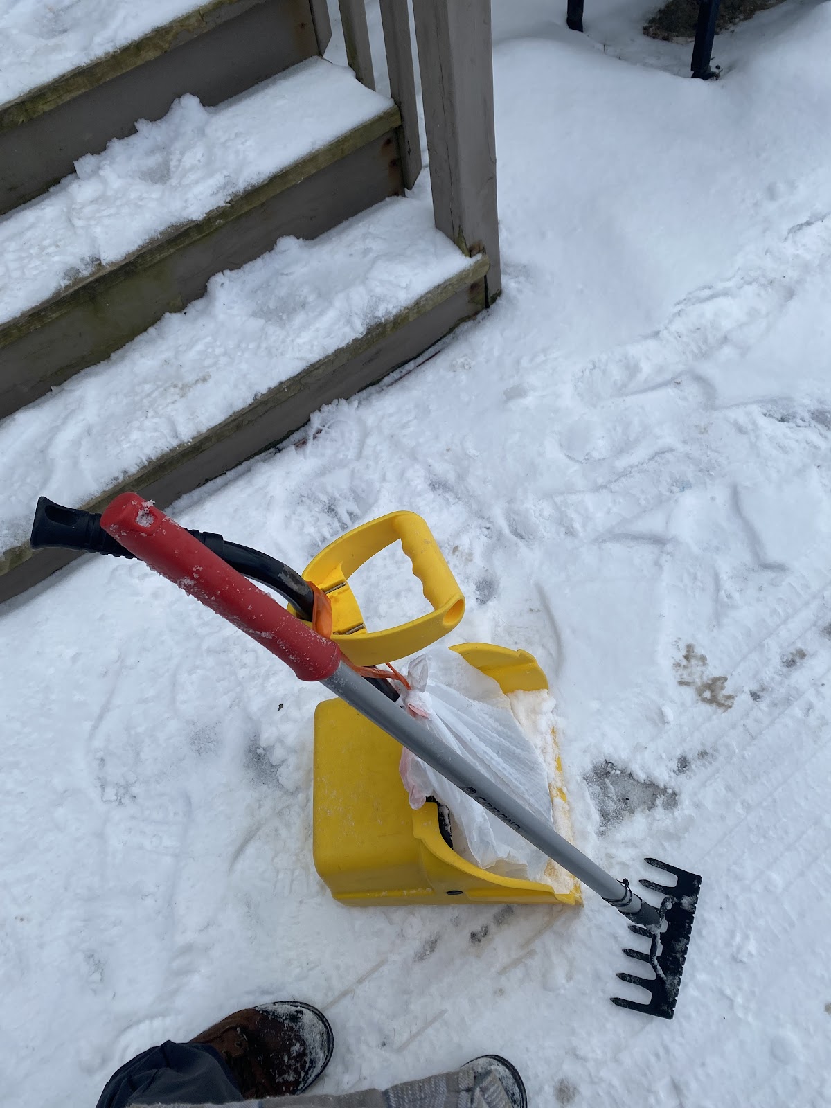 Does Your Dog Poop in Your Yard - Photo 4