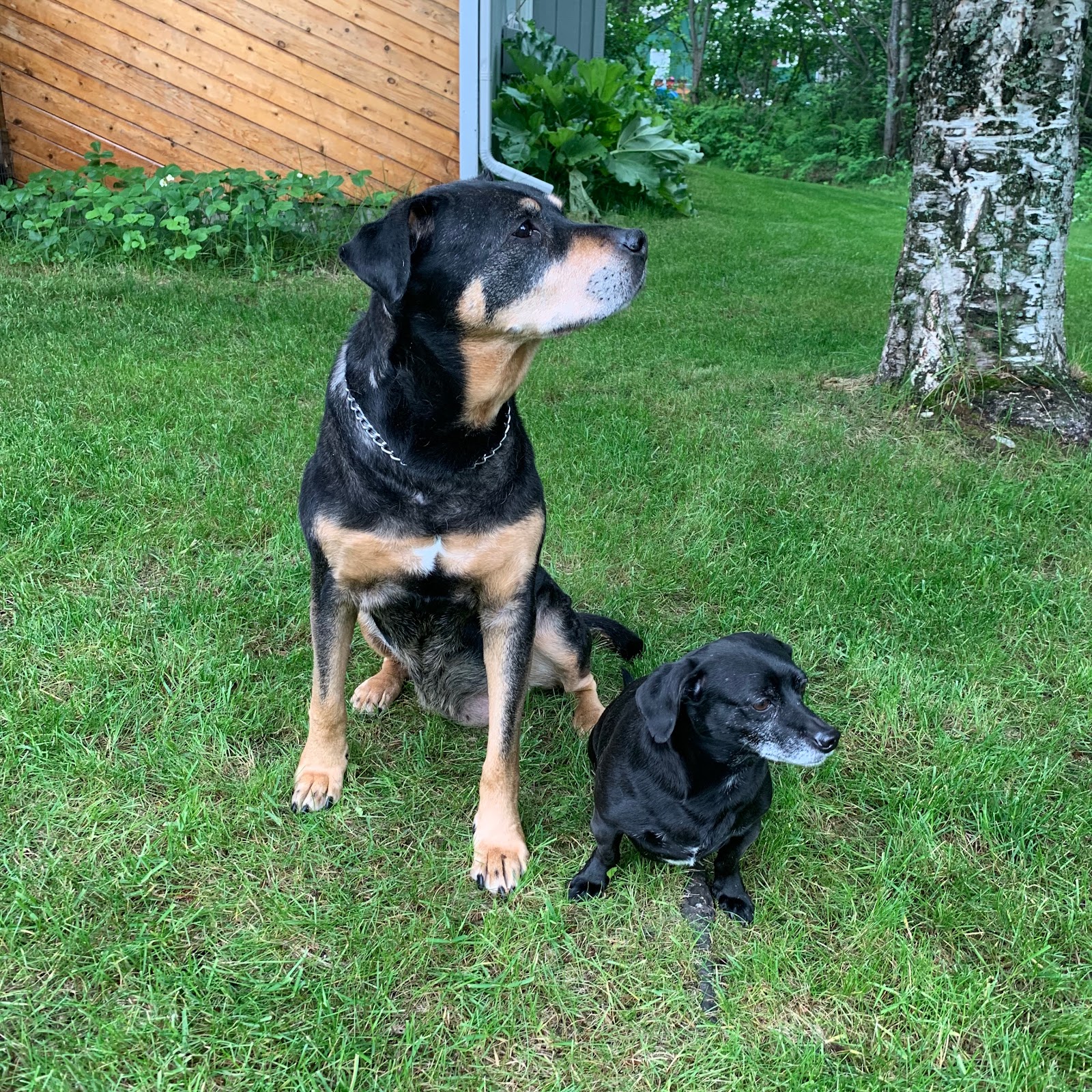 Beachmaster Pet Waste Solutions