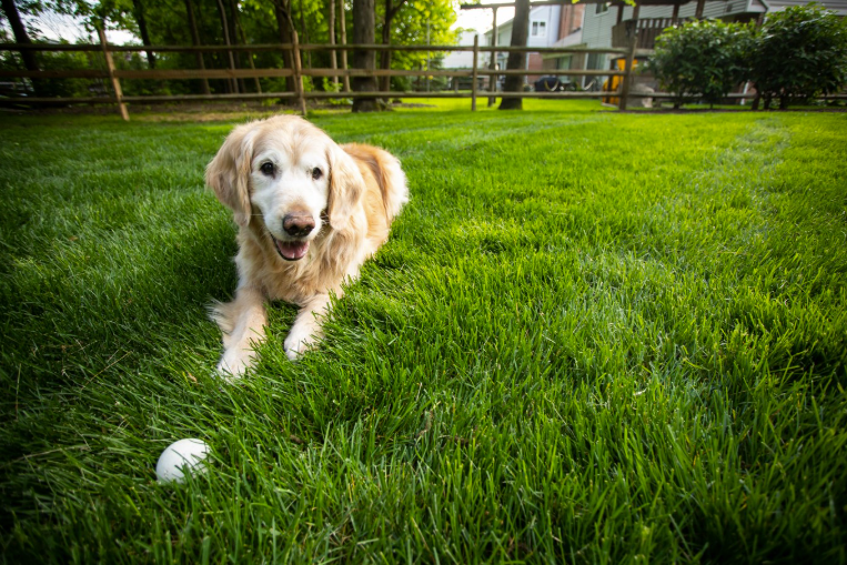 Scoop Daddy - Photo 2