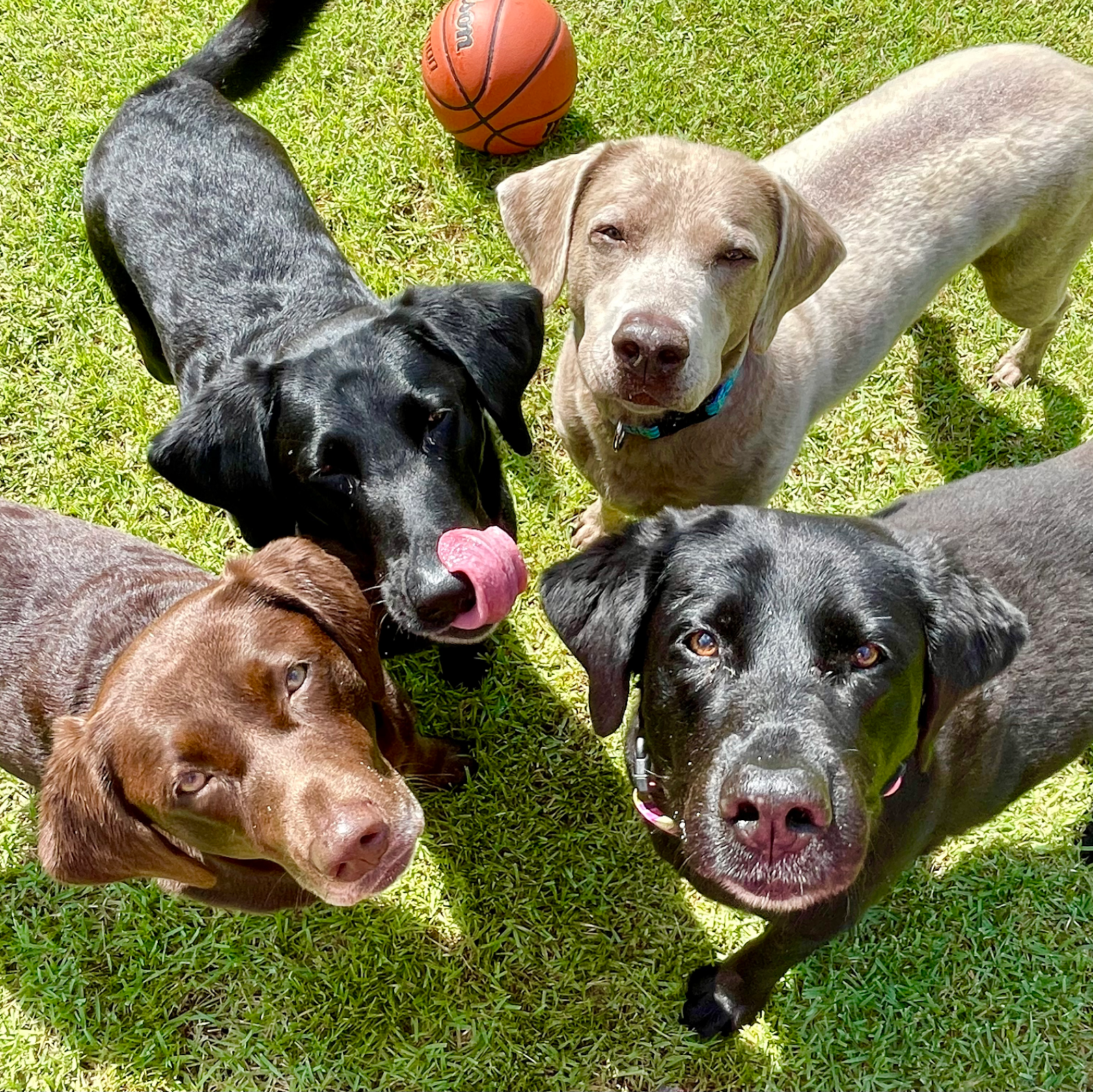 Arkansas Poop Patrol - Photo 4