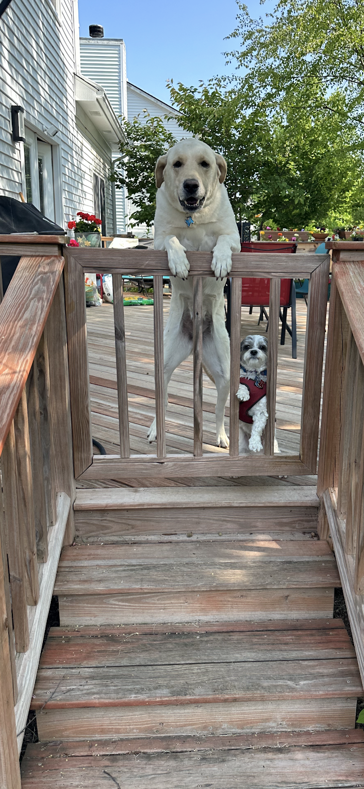 Dog Doody LLC - Photo 2