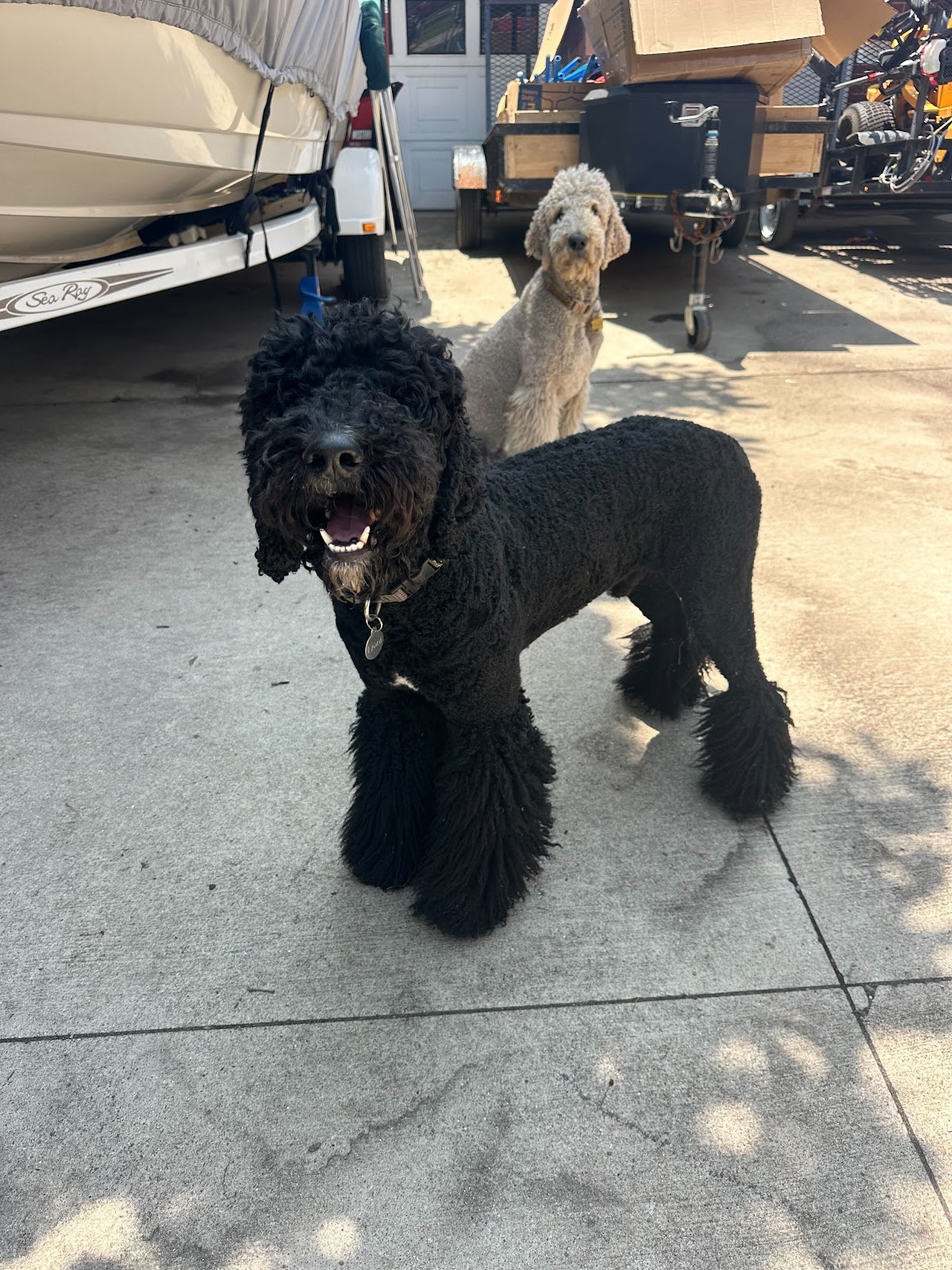 Dog Doody LLC - Photo 3