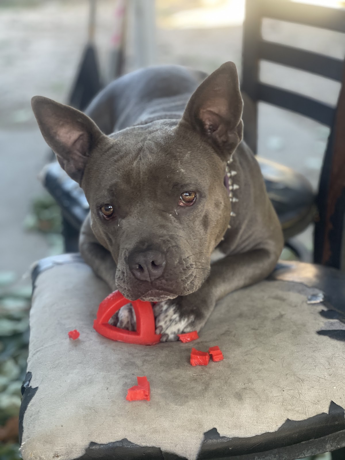 Evergreen Pooper Scoopers - Photo 2