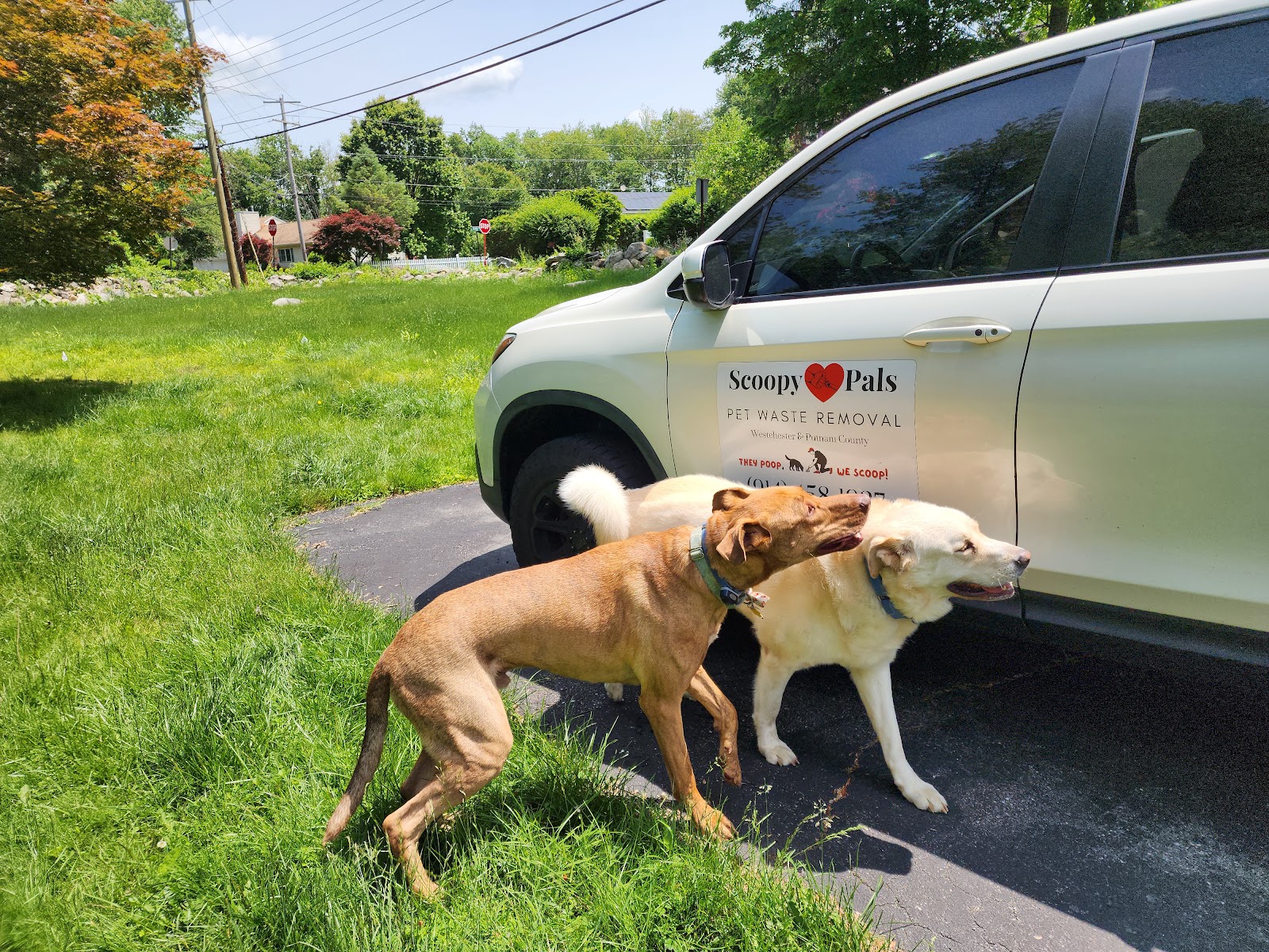 Scoopy Pals - Photo 3