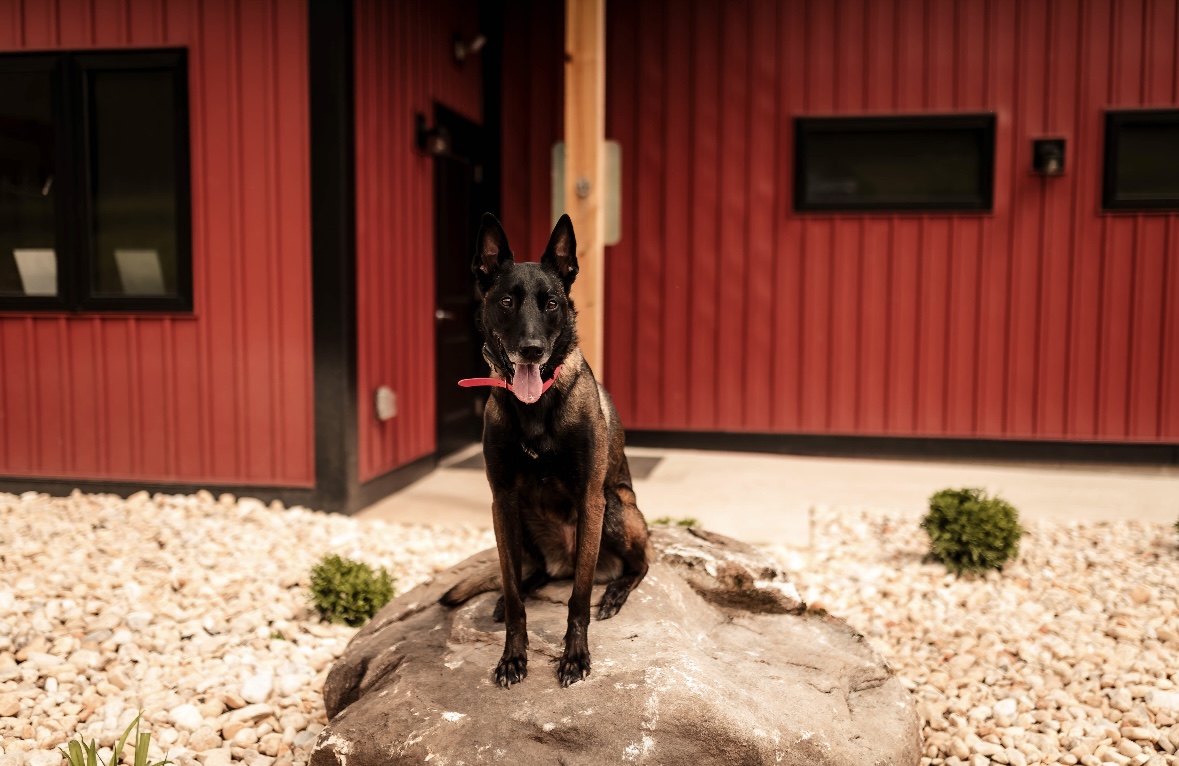 K9 Solutions Center - Photo 2