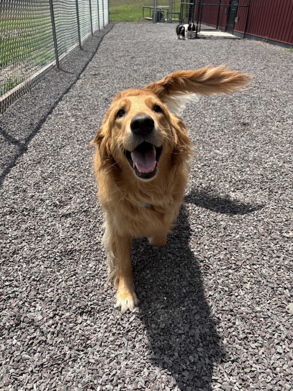 K9 Solutions Center - Photo 3