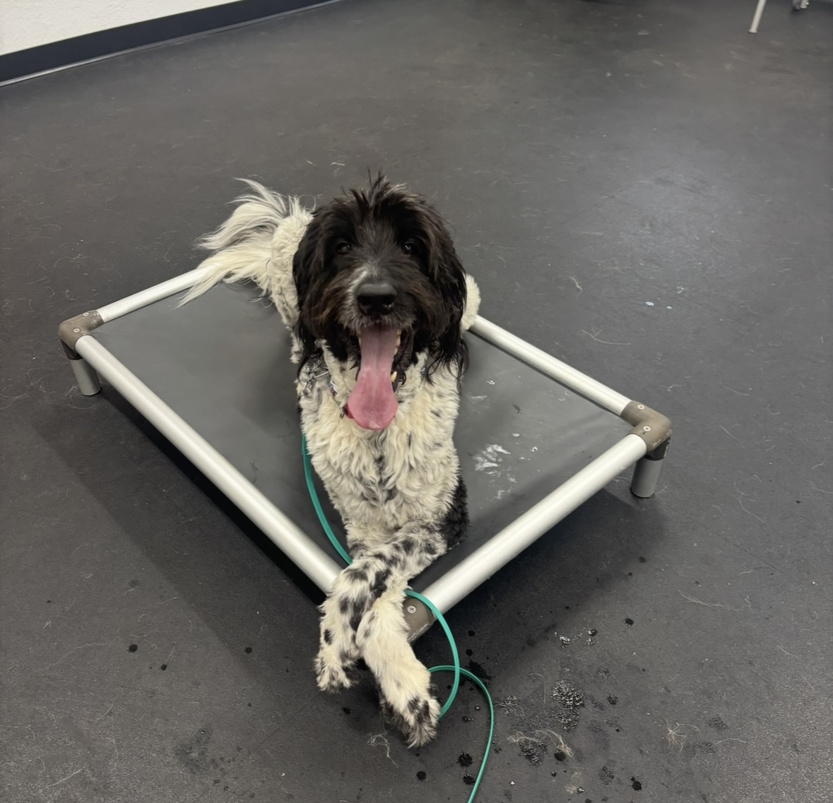 K9 Solutions Center - Photo 4