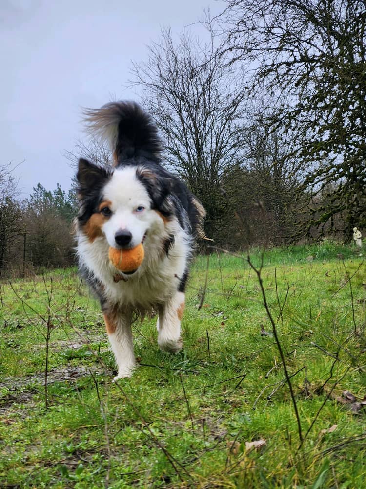 A Fresh Step - Pet Waste Removal - Photo 4