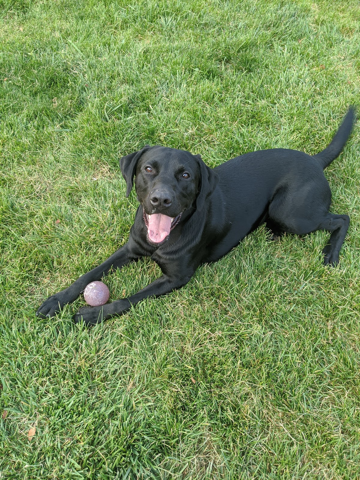 Ruff Ruff Scoopers - Photo 2