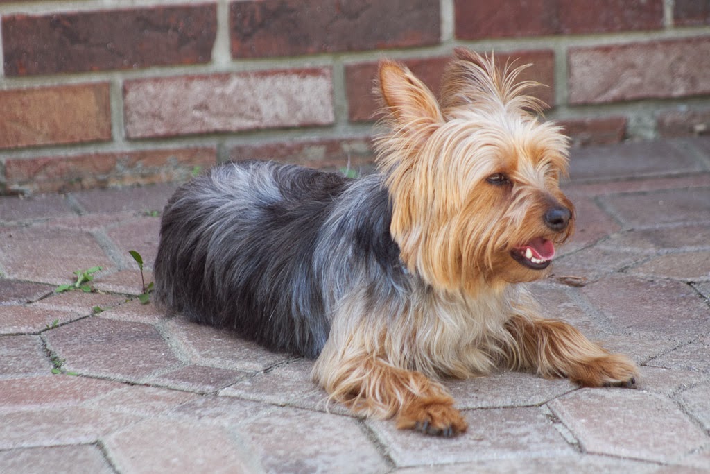 McGinty Pet Services Pet Waste Removal