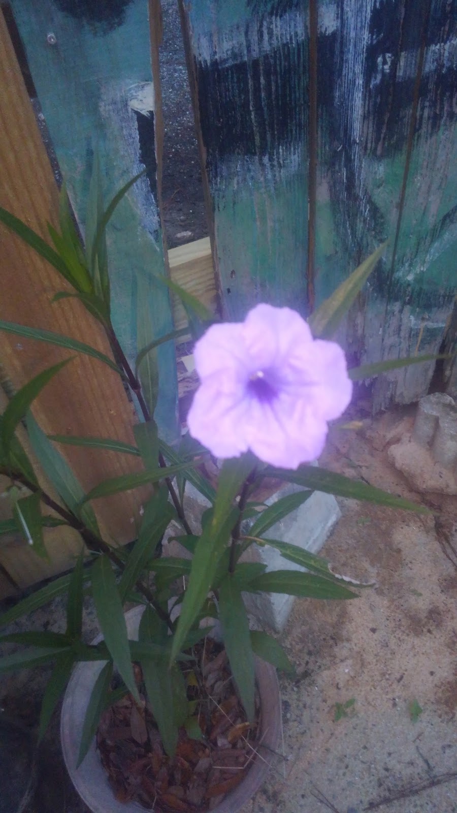 Scoop It Up! - Photo 3