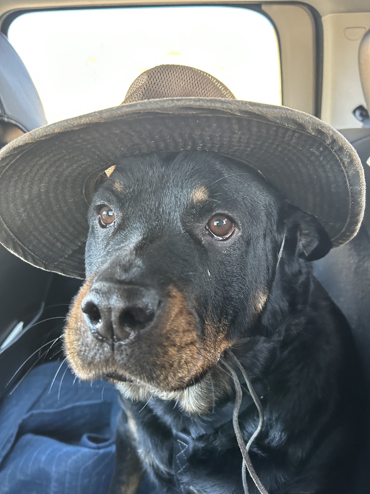 K9 Scoopin' - Photo 2