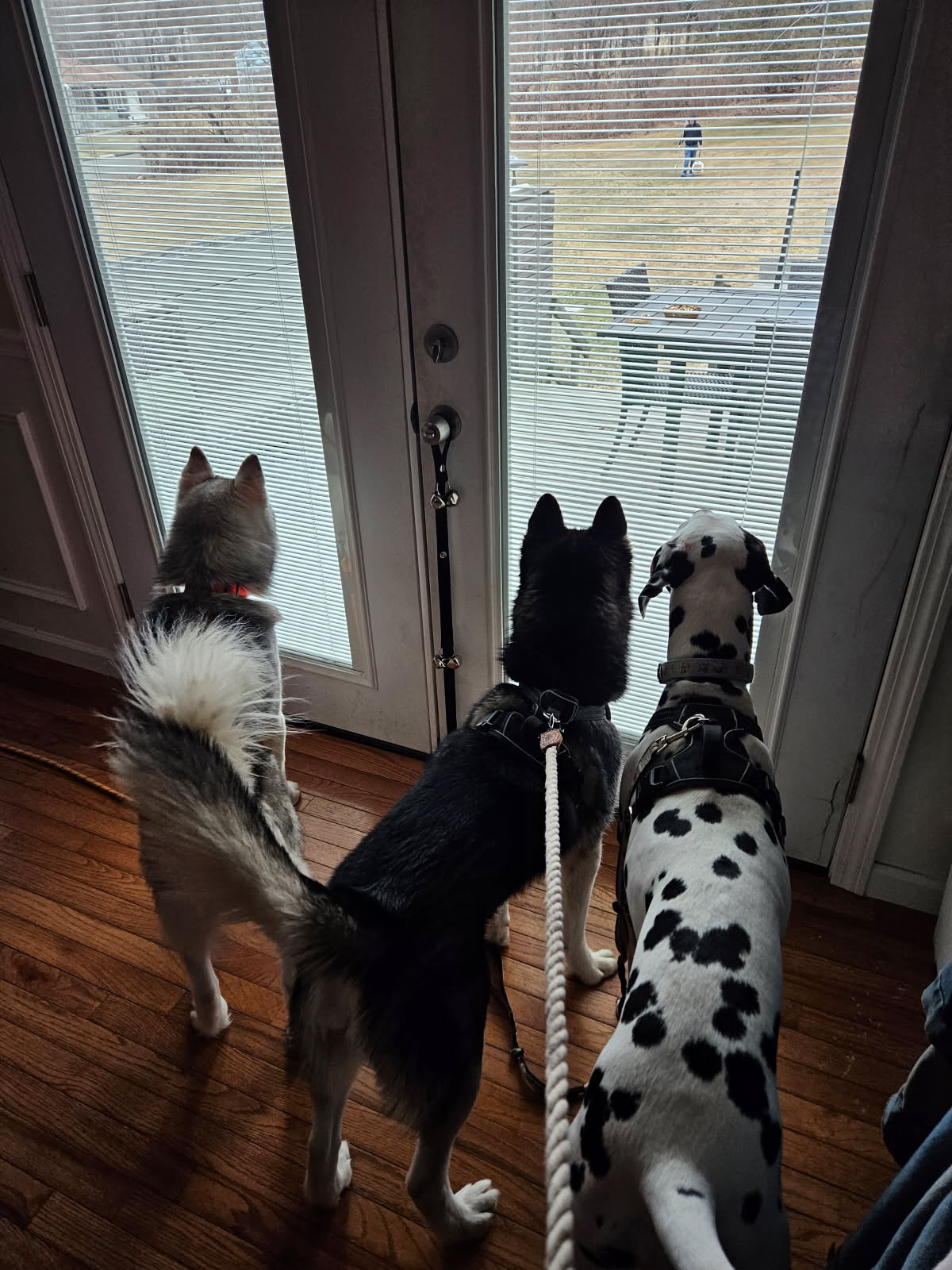 Poop'n Scoop'n - Photo 4