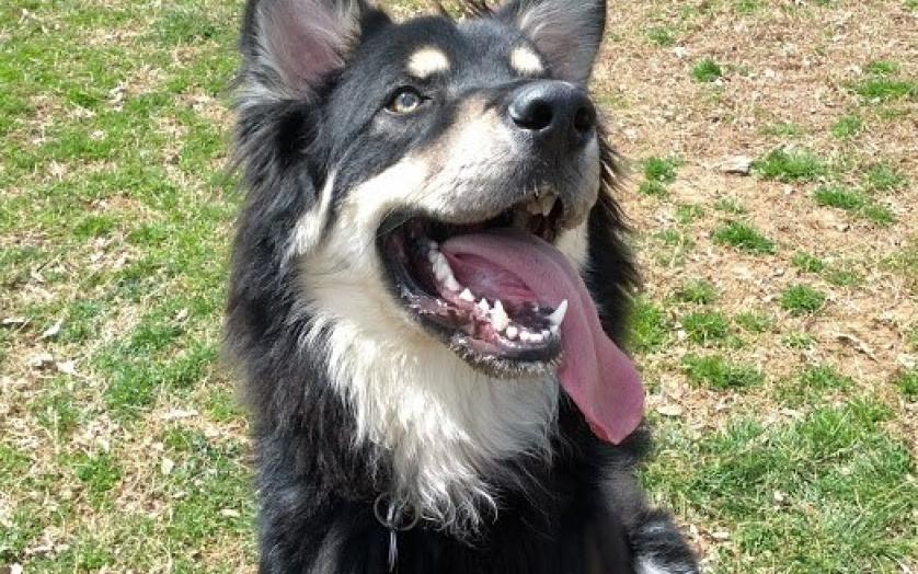 DMV Poop Patrol - Photo 3