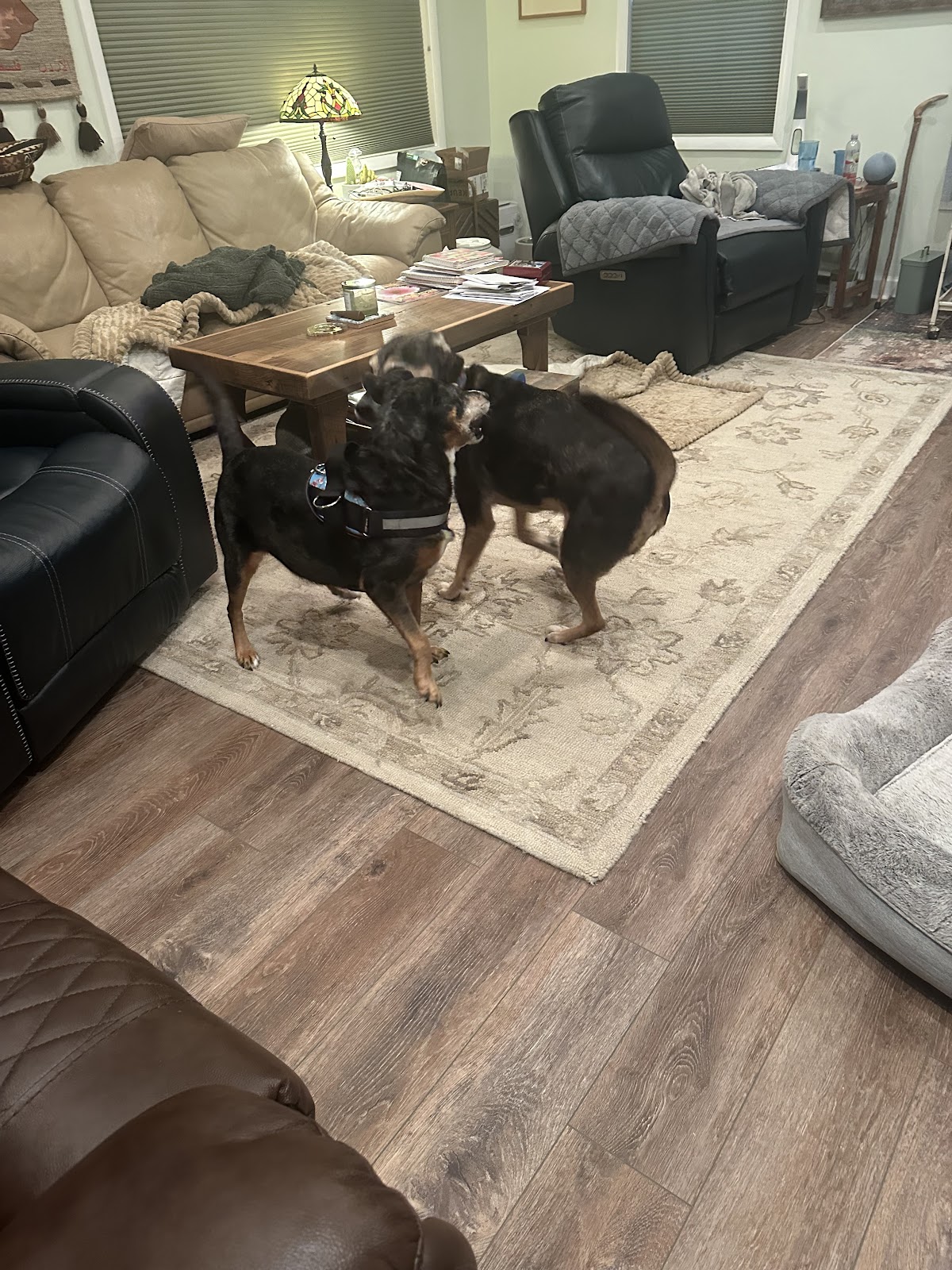 DMV Poop Patrol - Photo 4