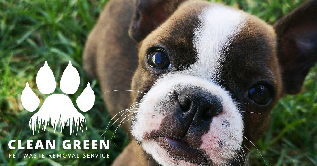 Clean Green - Pet Waste Removal - Photo 2