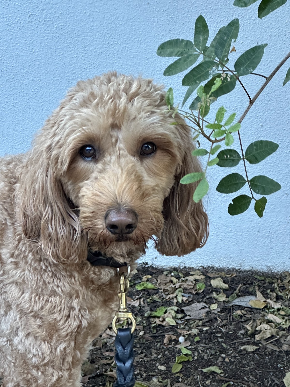 Mad Beach Pet Waste Co. - Photo 2