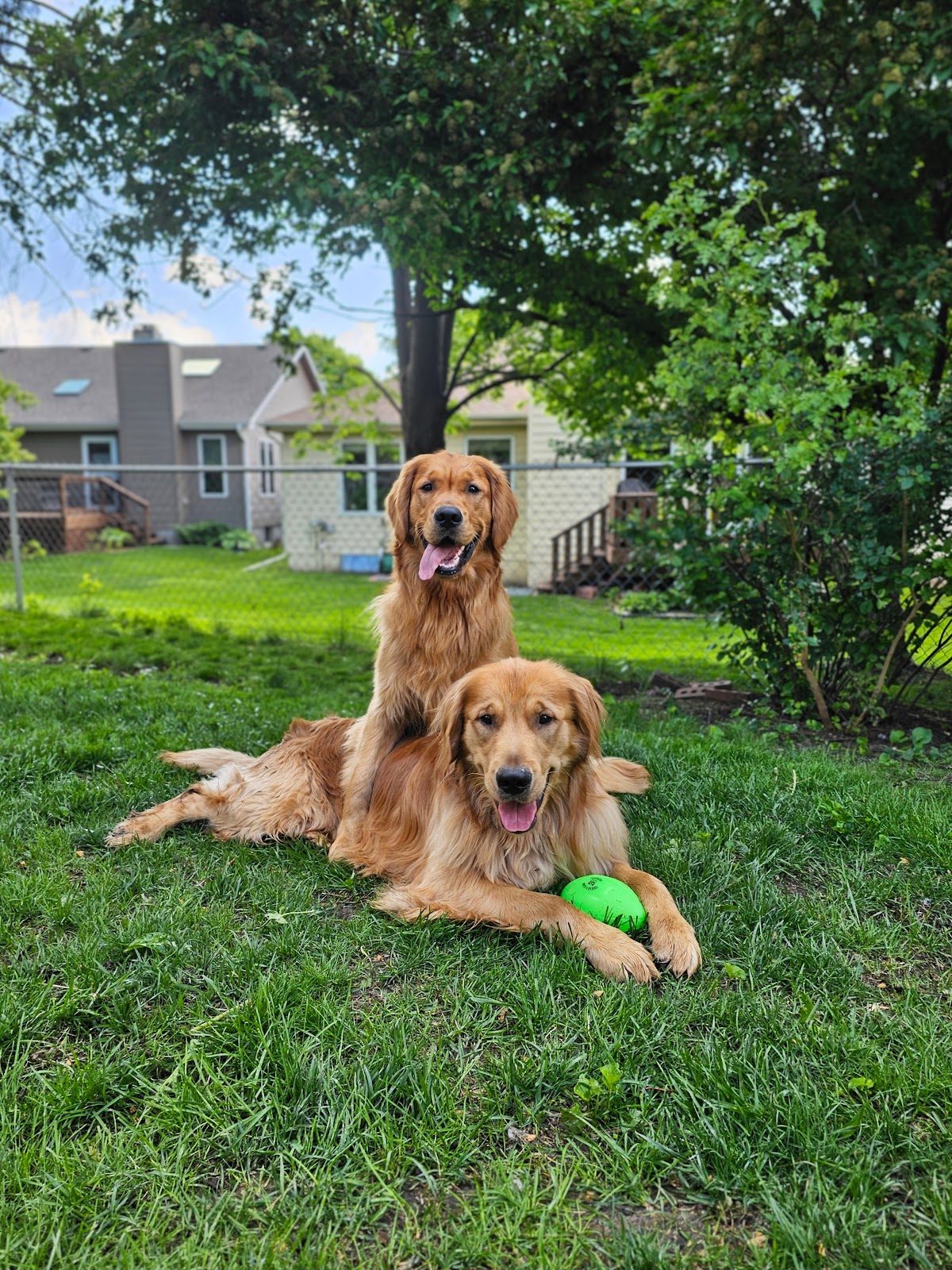 Adamz K9 Waste Cleanup - Photo 2