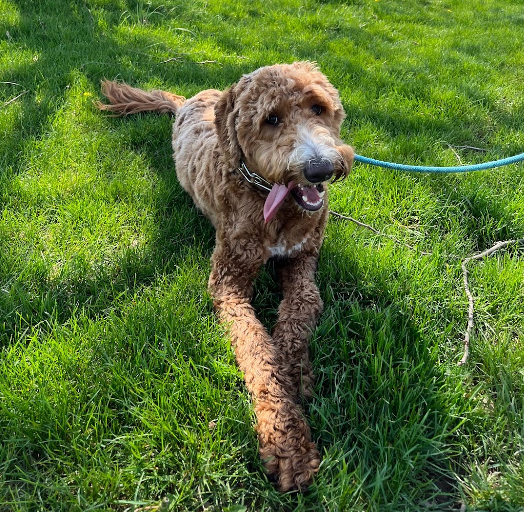 Doodie Free - Photo 2