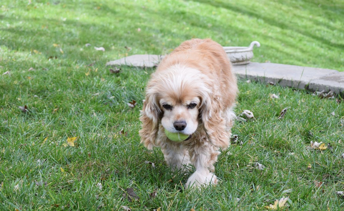 Doodie Free - Photo 4