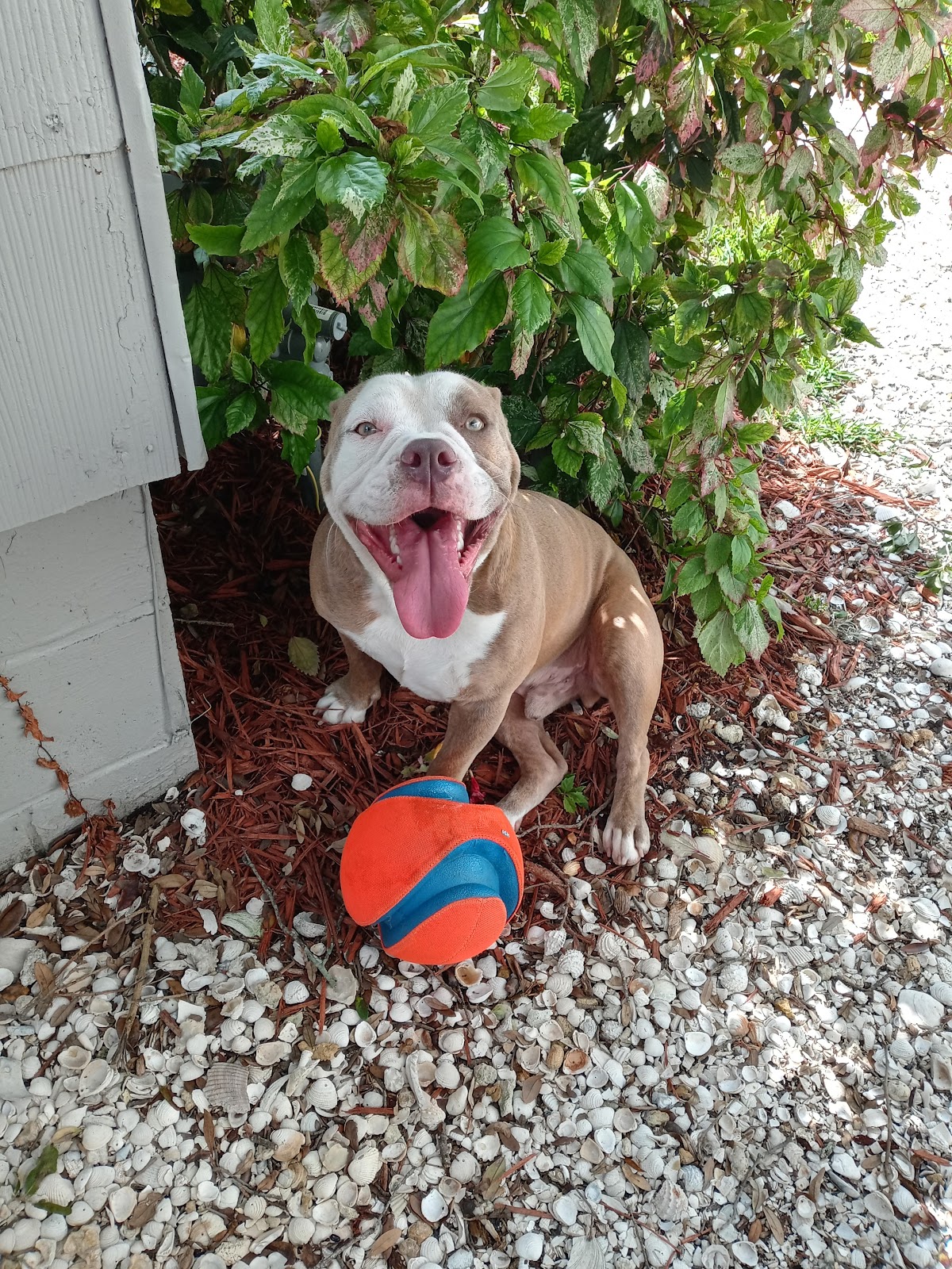 Scoopy Poopy Poop -Best Price GUARANTEED - Photo 2