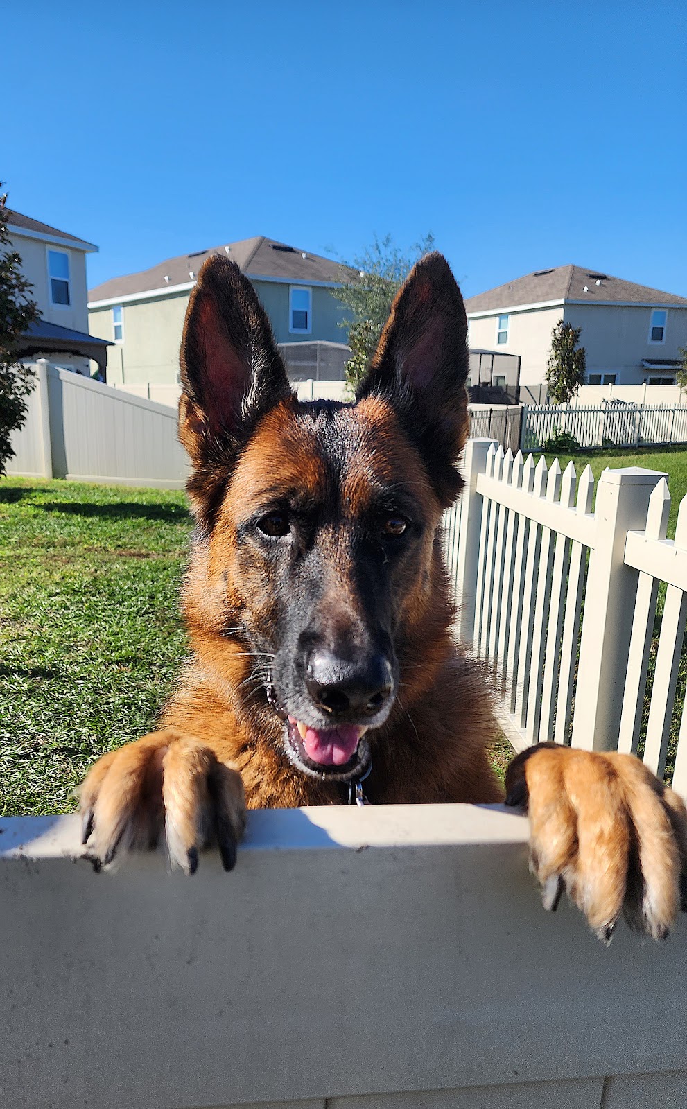 Scoopy Poopy Poop -Best Price GUARANTEED - Photo 3