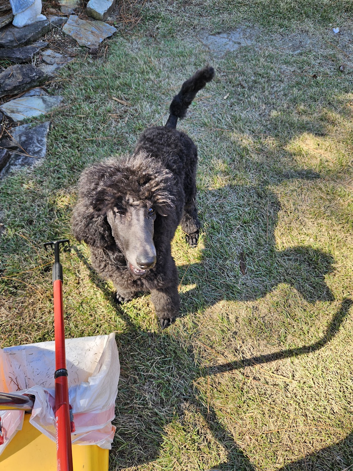 Palmetto Scoopers – Pet Waste Removal Columbia SC - Photo 2