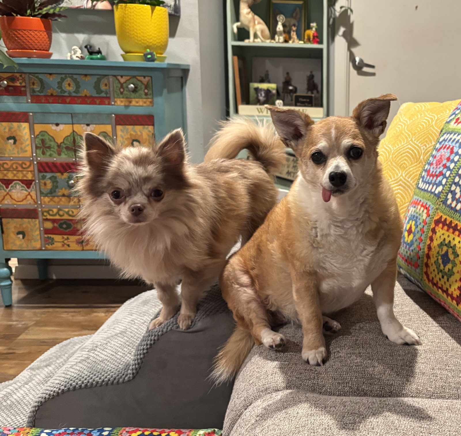 Scoop & Go! - Mount Vernon, Anacortes, Marysville's etc pet waste cleanup partner - Photo 4