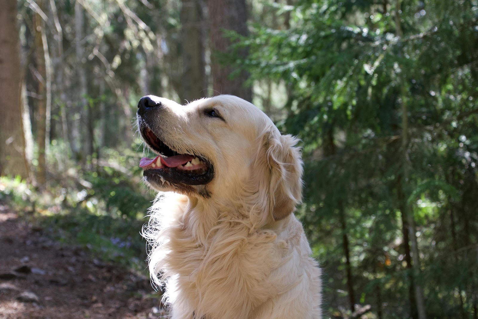 Scoop-a-Poo LLC - Photo 2