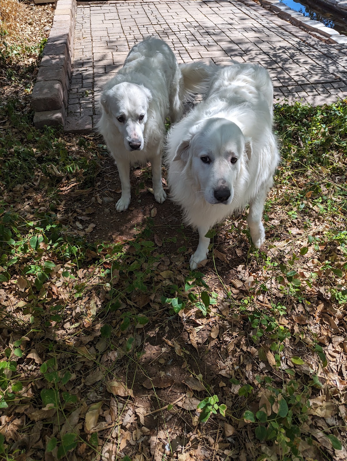 Poo Happens LLC - Photo 4