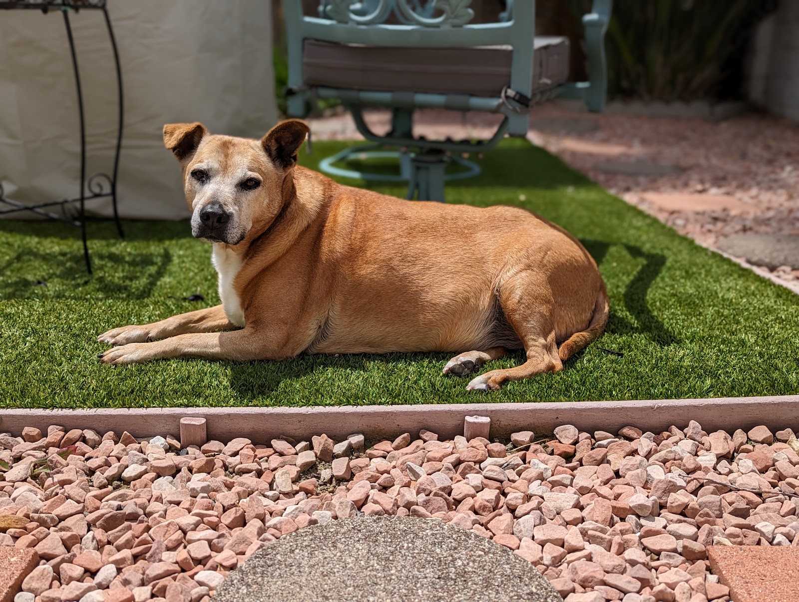 San Diego Scoop Squad, LLC - Photo 4