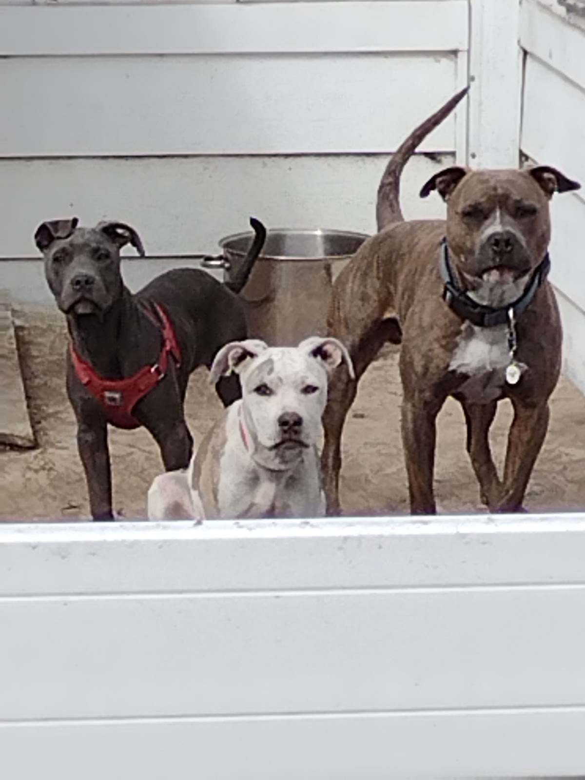 They Poop We Scoop - Photo 2