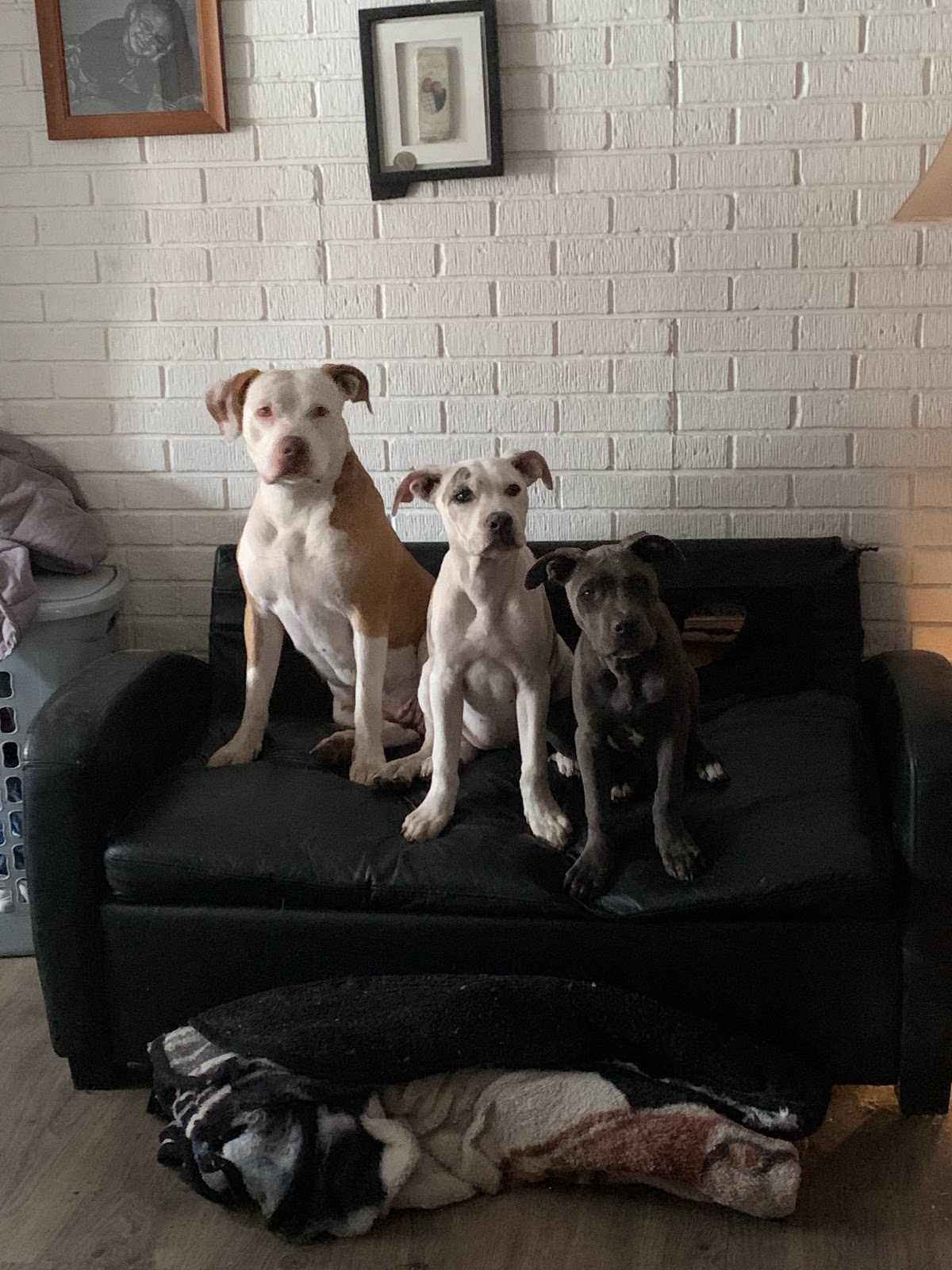 They Poop We Scoop - Photo 3