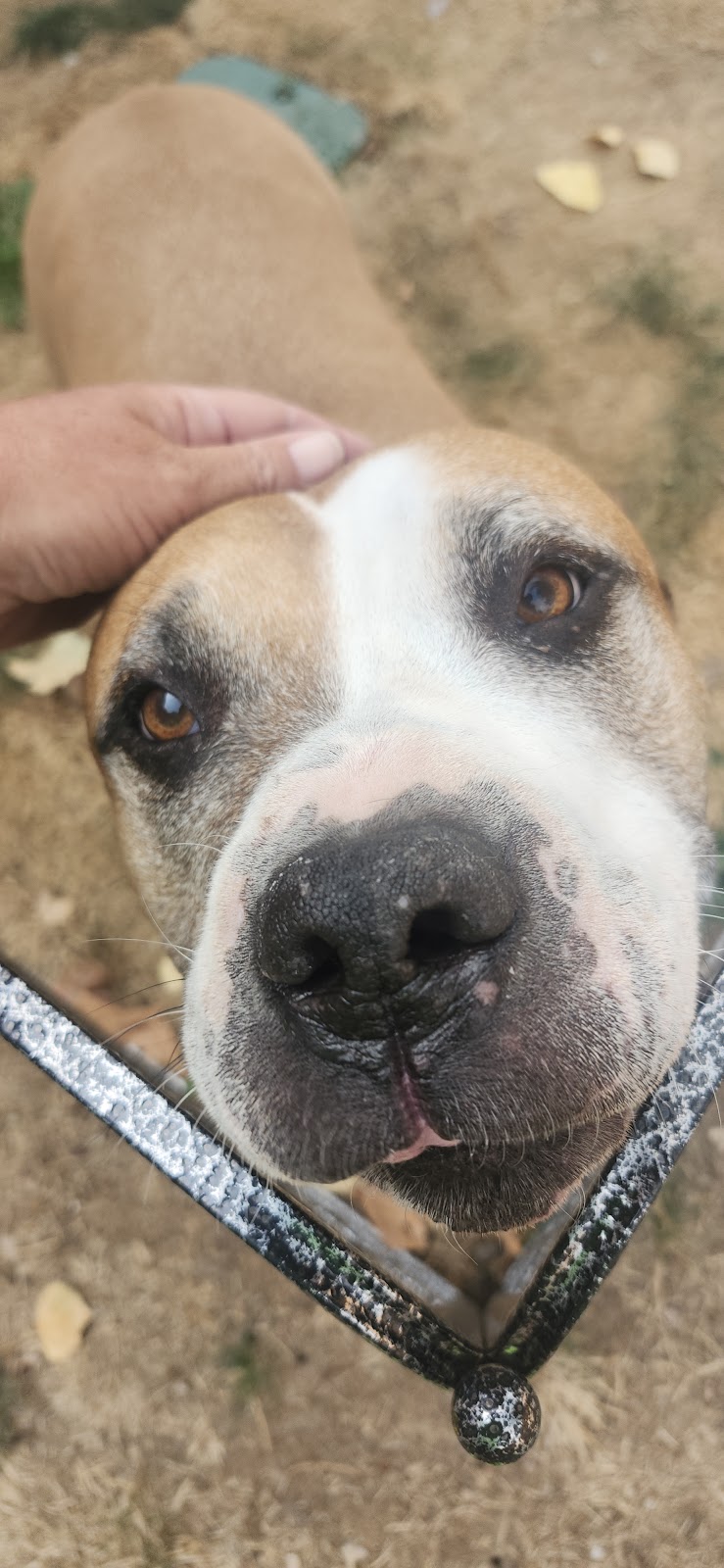 Turd Nerd Poop Scooping