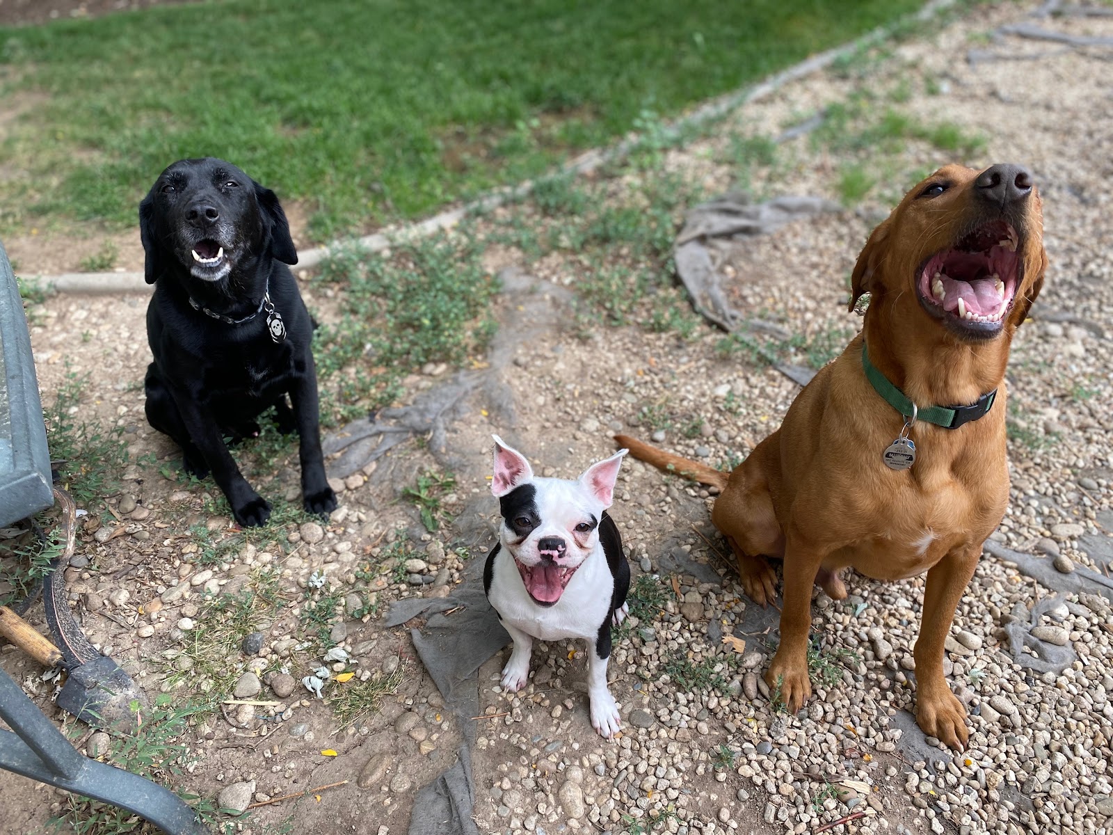 Turd Nerd Poop Scooping - Photo 4