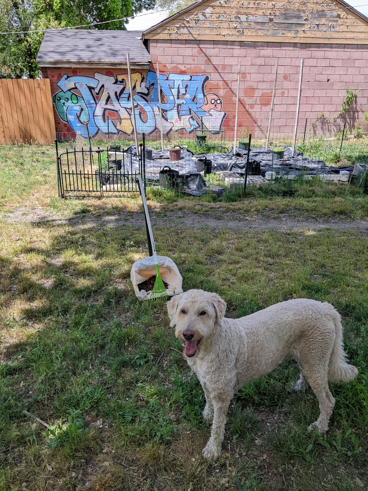 Jasper's Pet Waste Management (Dog Poop Scooping Service)