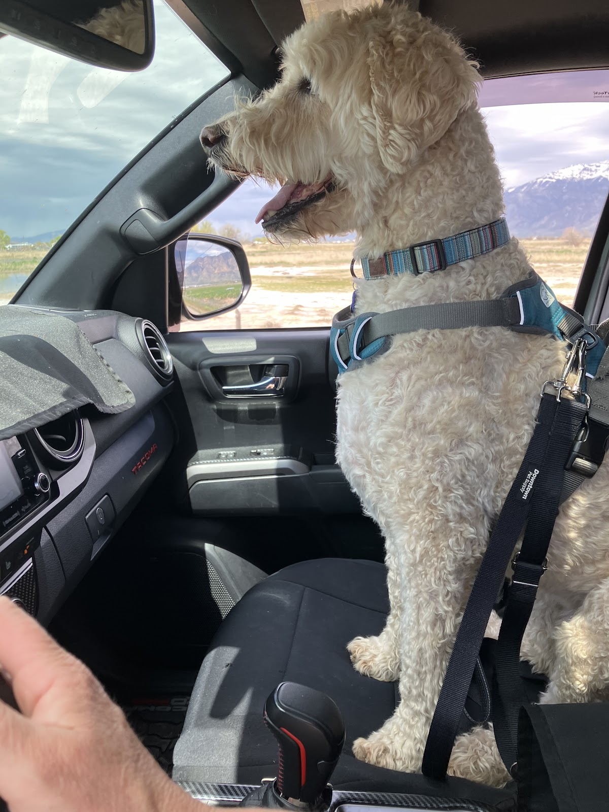 Jasper's Pet Waste Management (Dog Poop Scooping Service) - Photo 2