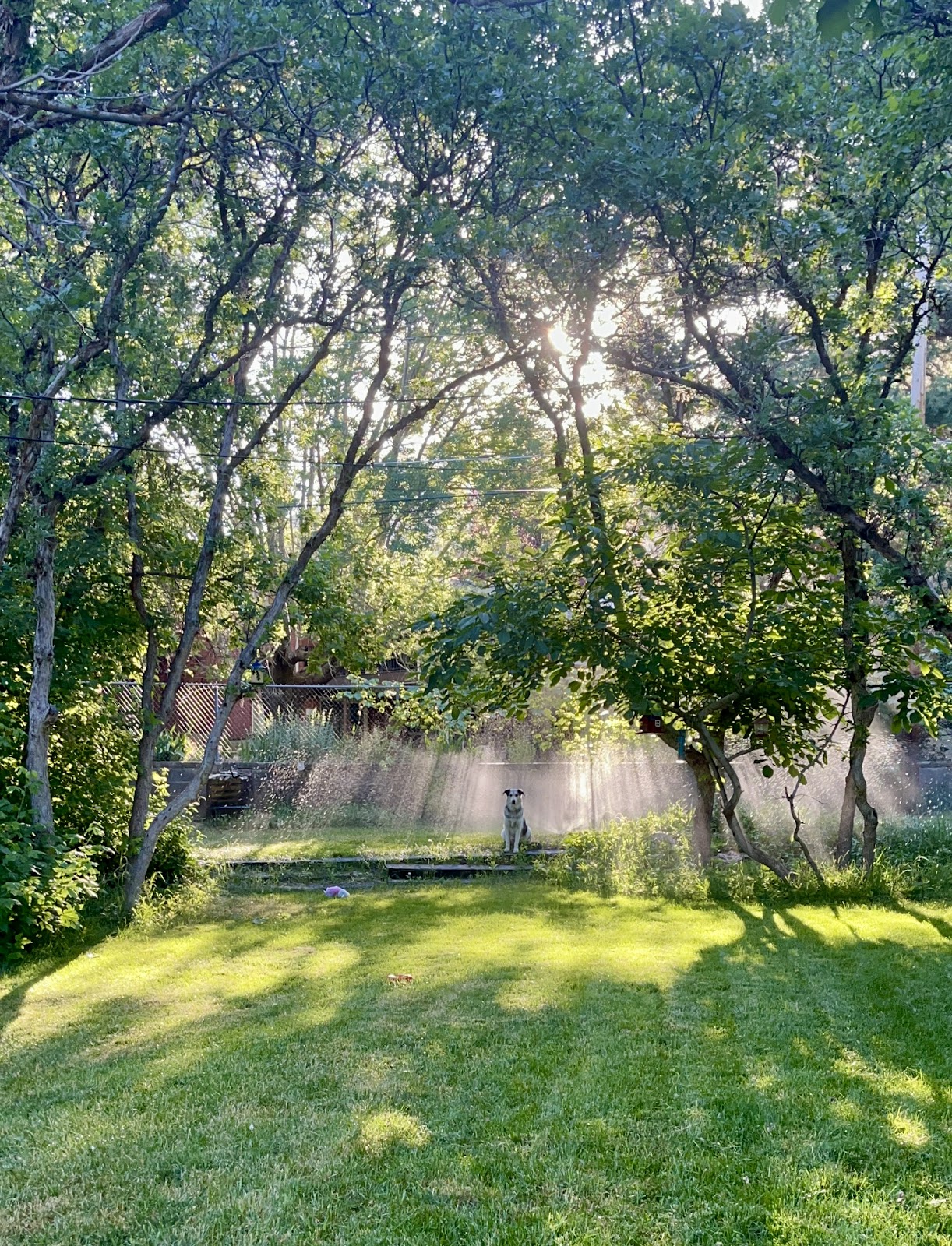 Jasper's Pet Waste Management (Dog Poop Scooping Service) - Photo 3