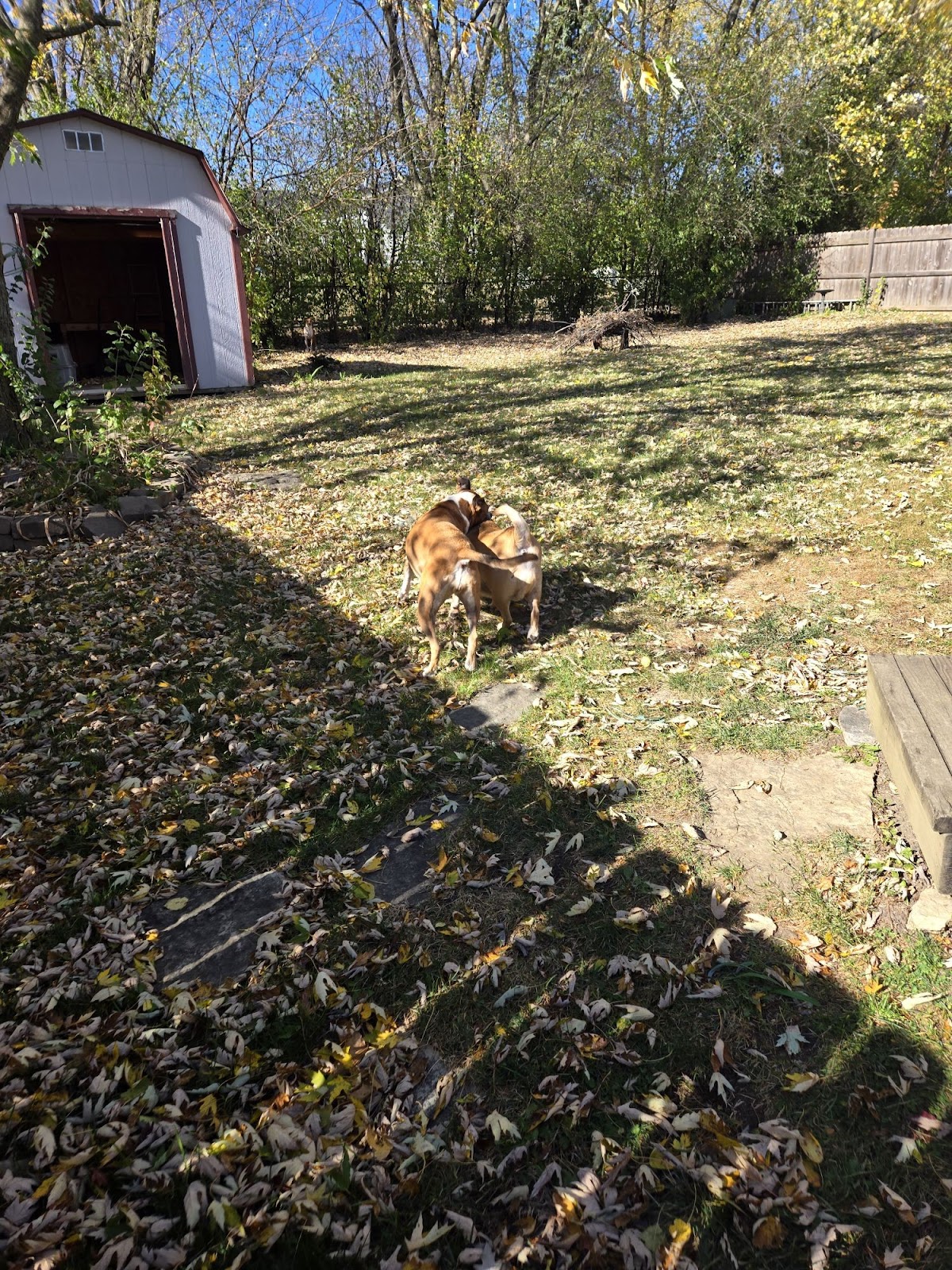 Poos The Boss Addison Dog Waste Removal Service