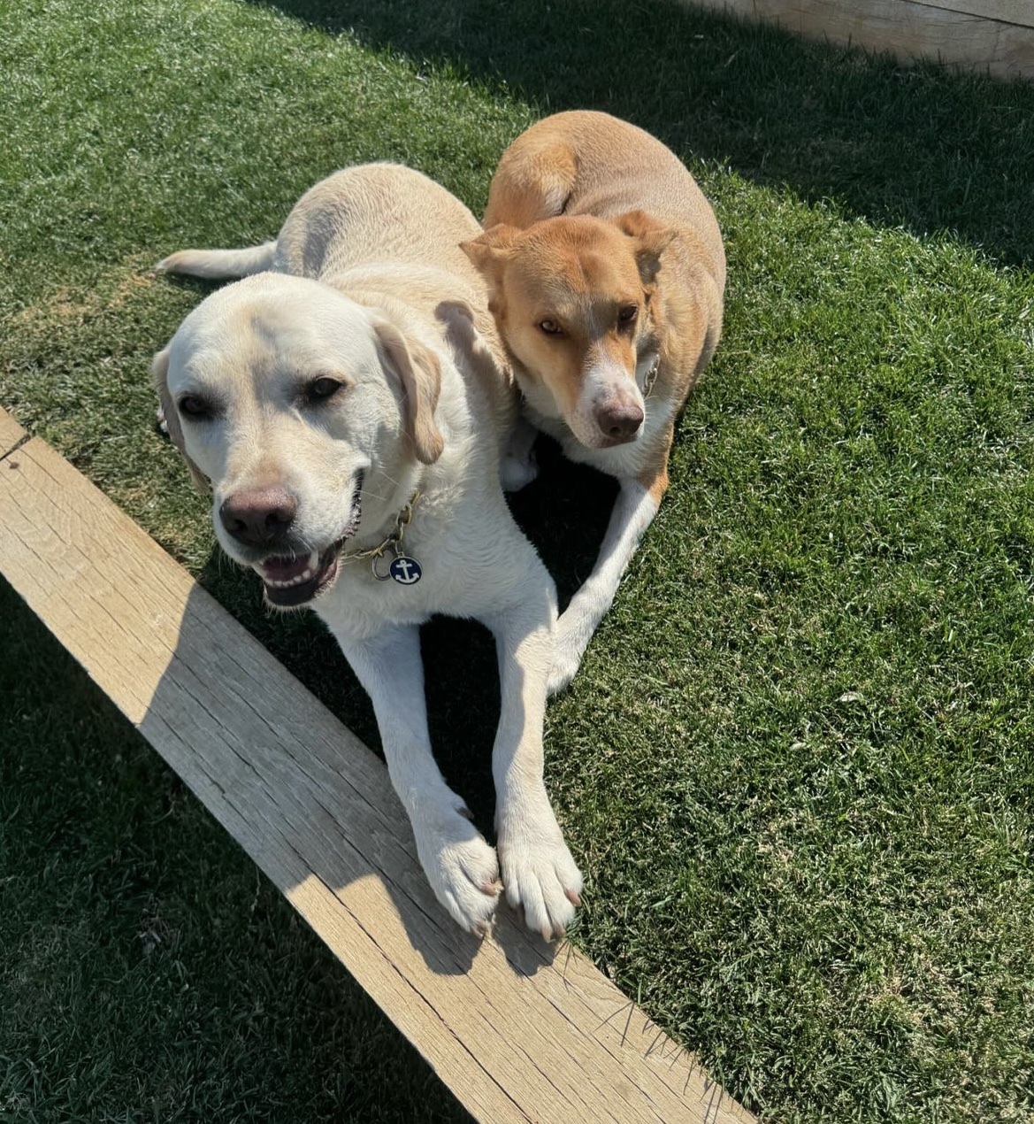 Poos The Boss Addison Dog Waste Removal Service - Photo 2