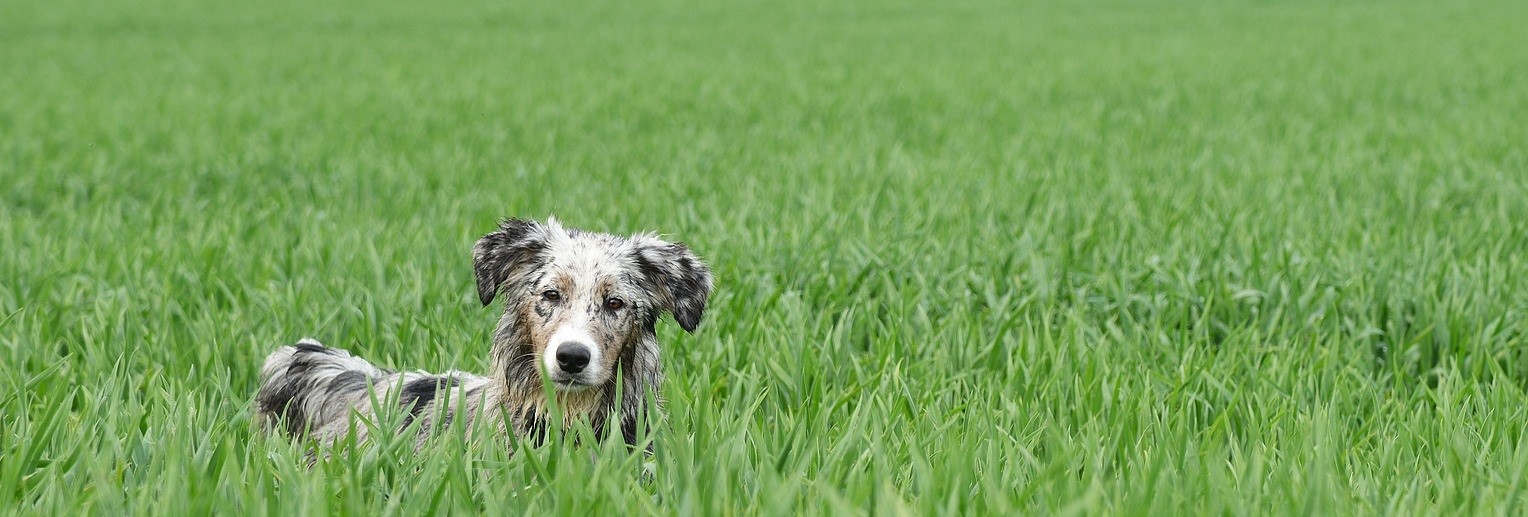 Scoops Pet Waste Management