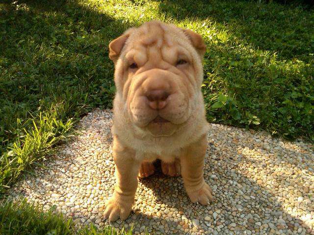 Poo Poo We Do - Photo 2