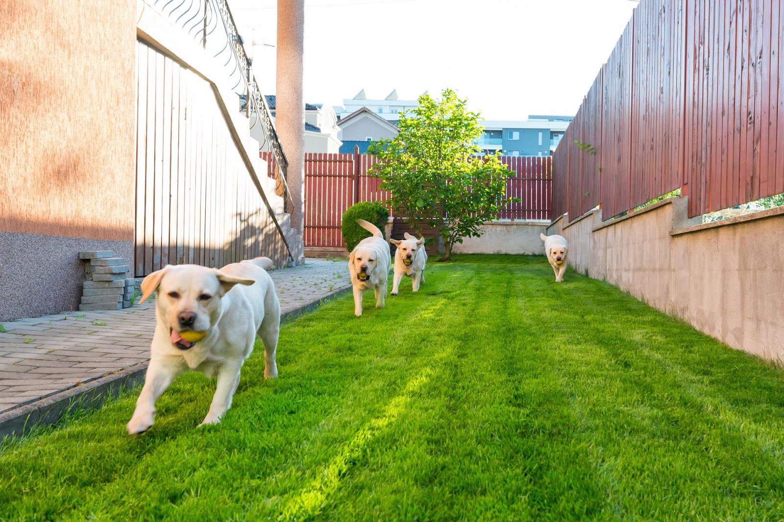 Rovers Pooper Scooper Service - Photo 2