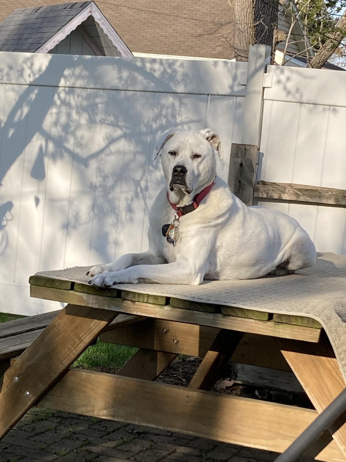 Rovers Pooper Scooper Service - Photo 4