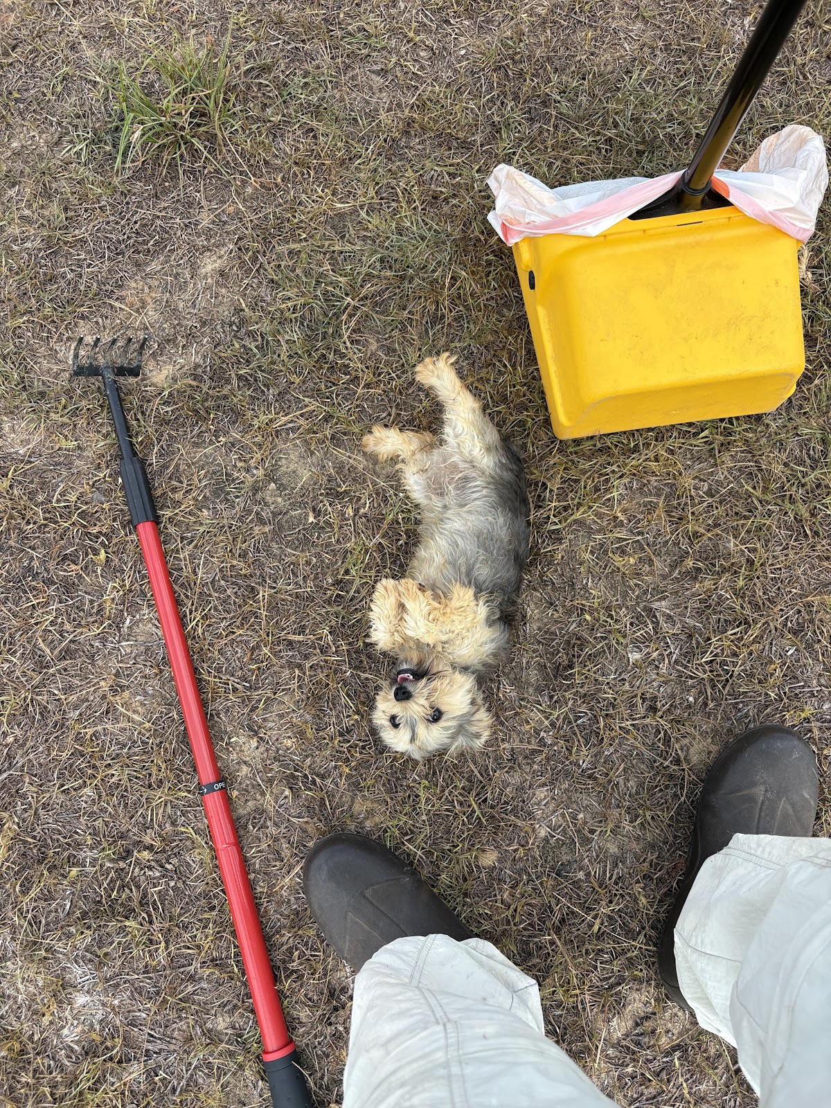 Dog Scoopers - Photo 4